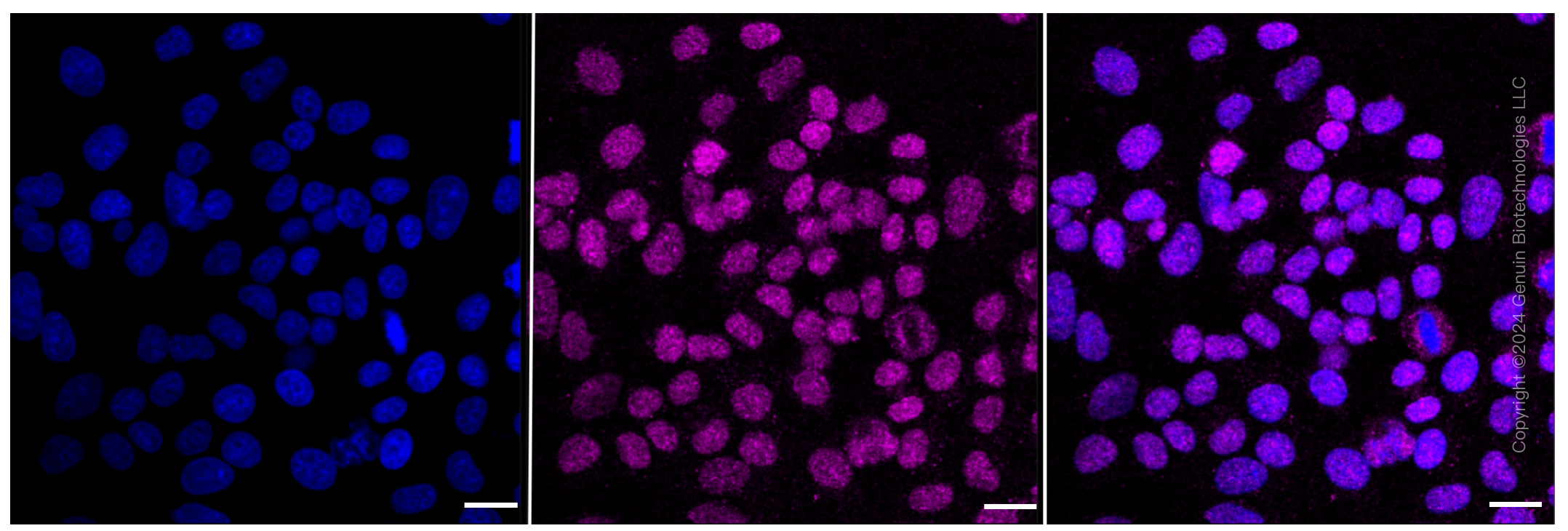 ICC - KD-Validated Anti-MCM7 Rabbit Monoclonal Antibody AGI2296